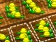 Mancala